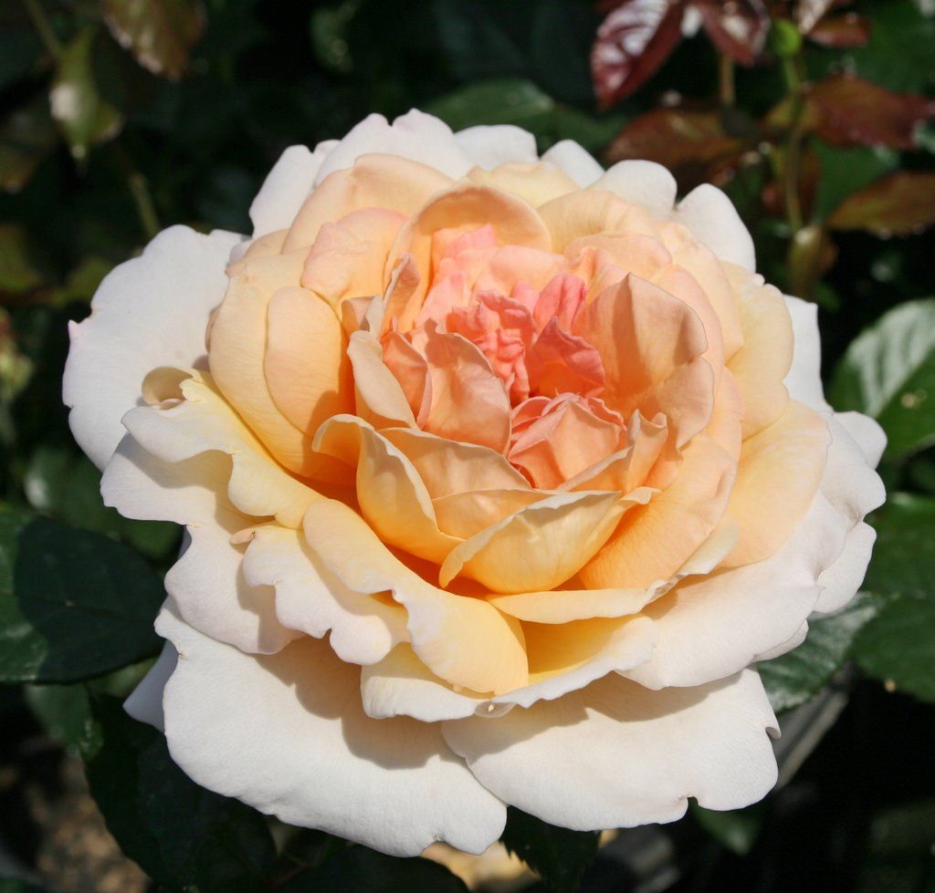 Ruža veľkokvetá GROßHERZOGIN LUISE PARFUMA KORDES, kont. 2l