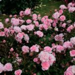 Ruža mnohokvetá ‘HOME & GARDEN®‘, KORDES, kont. 2l