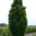 Hrab obyčajný 'FASTIGIATA', 200-220cm, kont. 25 l