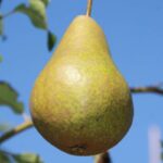 Hruška 'BOSCOVA FĽAŠA', jesenná, podp. kavkazská, voľný koreň