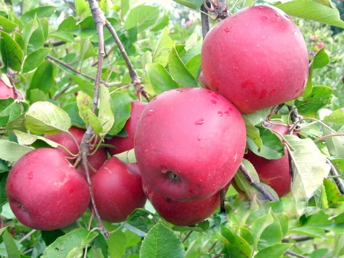 Jabloň ’DARK RUBÍN’, jesenná, podp. M26, kont. 10 l