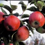 Zakrpatené ovocné stromy | Stlpovité ovocné stromy | Zelený Dom | Predaj | Jabloň zakrpatená ’PIDI’, zimná, podp. M26, kont. 9 l