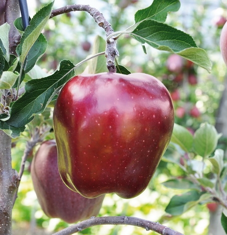 Jabloň zimná 'RED DELICIOUS', podp.M9, kont. 9 l