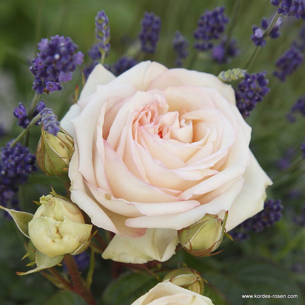 Ruža veľkokvetá ‘MADAME ANISETTE‘ PARFUMA KORDES, kont. 2l