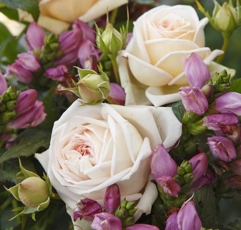 Ruža veľkokvetá ‘MADAME ANISETTE‘ PARFUMA KORDES, kont. 2l