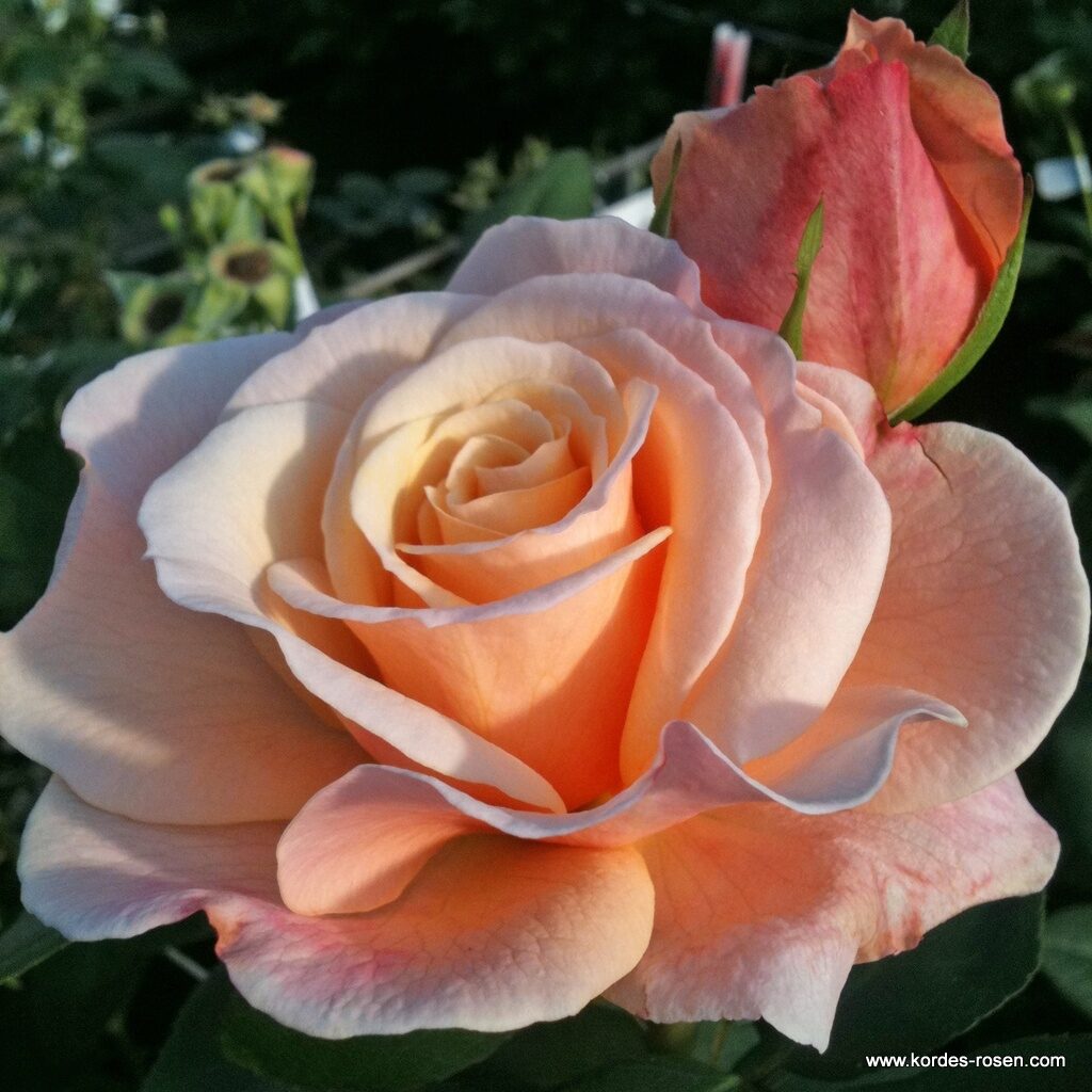 Ruža veľkokvetá OH HAPPY DAY, KORDES, kont. 2l