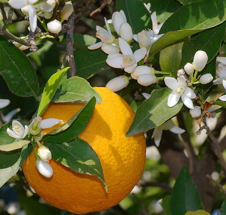 Pomarančovník 'ORANGE JUICE', 15-20 cm, kont. 1 l