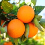 Pomarančovník 'ORANGIN', 40-50 cm, kont. 2 l