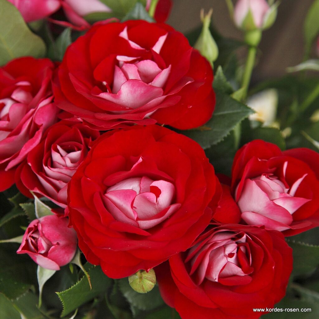 Ruža mnohokvetá ‘ROSE DER EINHEIT‘, KORDES, kont. 2l