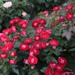 Ruža mnohokvetá ‘ROSE DER EINHEIT‘, KORDES, kont. 2l