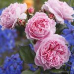 ROSENGRAFIN MARIE HENRIETTE®, mnohokvetá ruža KORDES, kont. 2l