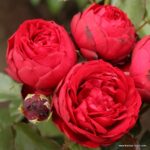 Ruža mnohokvetá 'Till Eulenspiegel ®', kont. 2l