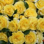 Ruža mnohokvetá ‘SOLERO®‘, KORDES, kont. 2l