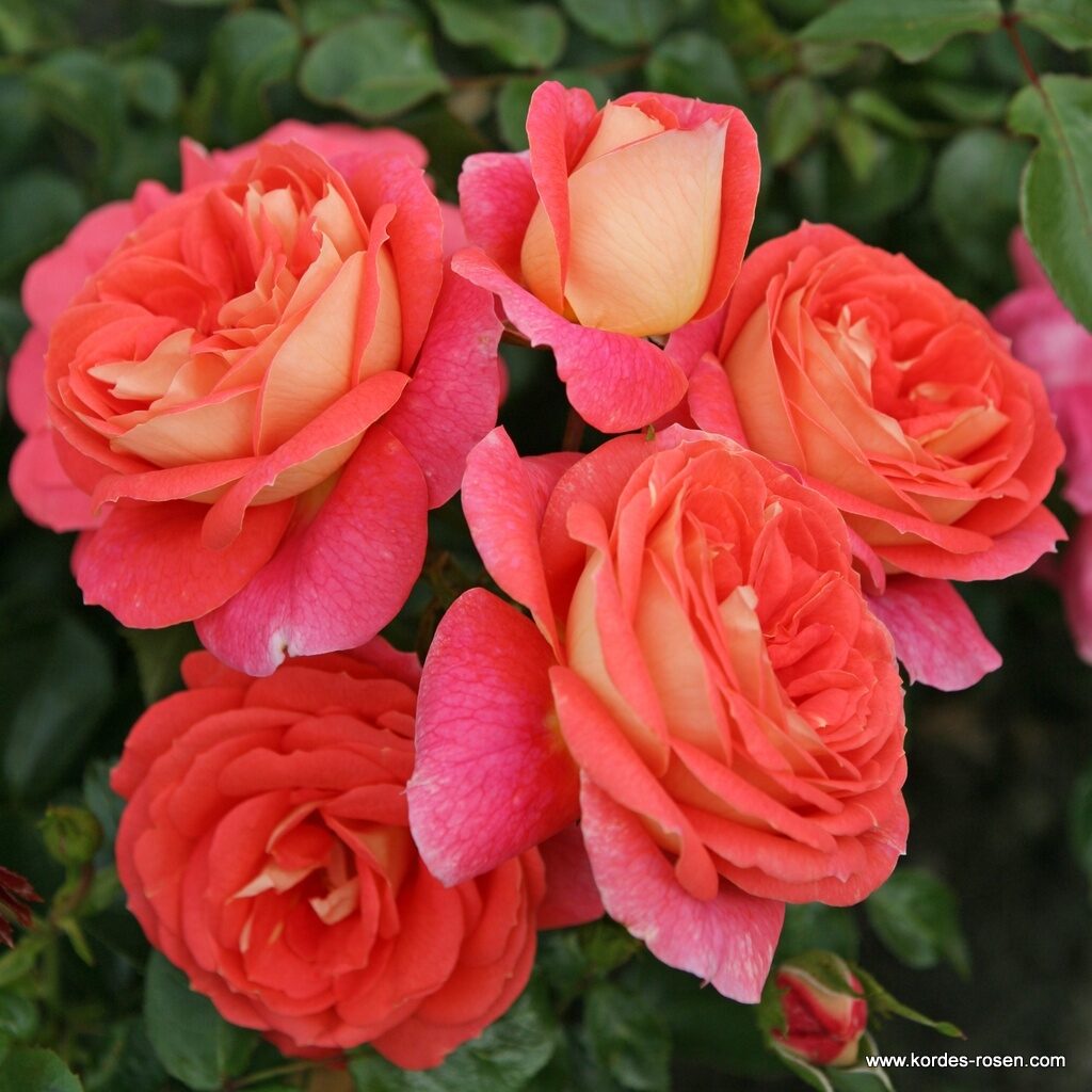 Ruža mnohokvetá ‘SOMMERSONNE®‘, kont. 2l