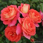 Ruža mnohokvetá ‘SOMMERSONNE®‘, kont. 2l