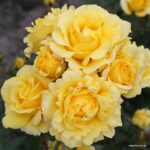 Ruža mnohokvetá ‘SUNMAID®‘, KORDES, kont. 2 l