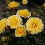 Ruža mnohokvetá ‘SUNMAID®‘, KORDES, kont. 2 l