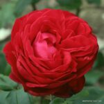 Ruža veľkokvetá ‘TIAMO®‘, KORDES, kont. 2l