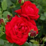 Ruža veľkokvetá ‘TIAMO®‘, KORDES, kont. 2l