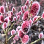 Vŕba japonská MOUNT ASO, 50-60cm, kont. 7,5 l