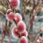 Vŕba japonská MOUNT ASO, 50-60cm, kont. 7,5 l