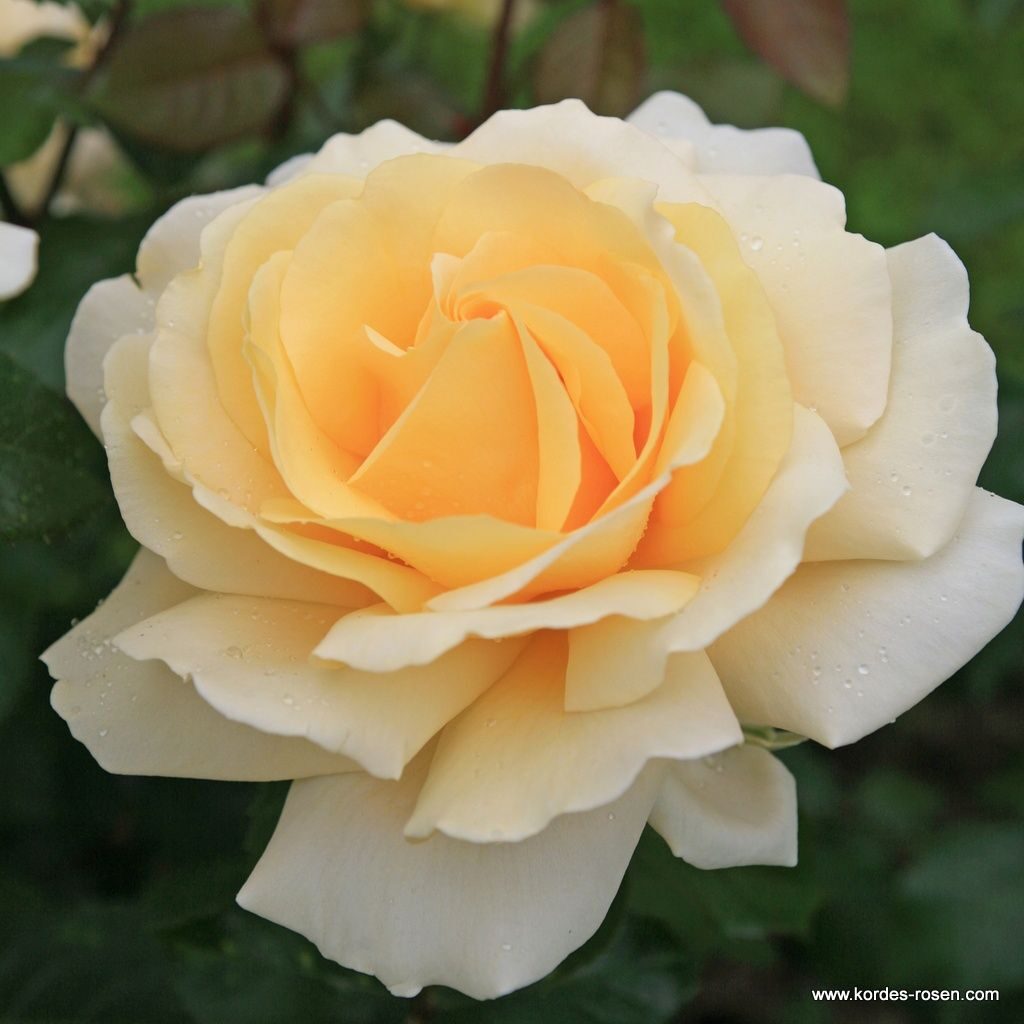 Ruža veľkokvetá ‘Winter Sun‘ čajohybrid, KORDES, kont. 2l