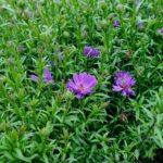 Astra krovinatá ´AZURIT´, kont. 1 l