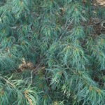 Borovica hladká 'TORULOSA', 20-30cm, kont. 3 l