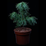 Borovica hladká 'TORULOSA', 20-30cm, kont. 3 l