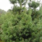 Borovica hladká 'TORULOSA', 20-30cm, kont. 3 l