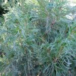 Borovica hladká 'TORULOSA', 20-30cm, kont. 3 l