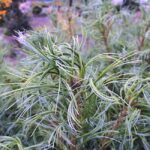 Borovica hladká 'TORULOSA', 20-30cm, kont. 3 l