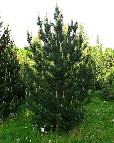 Borovica pyrenejská, 20-30cm, kont. 2 l