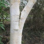 Breza himalájska ´JACQUEMONTII´, 300-350 cm, kont. 90 l