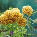 Budleja 'SUNGOLD', 30-40 cm, kont. 1,4l