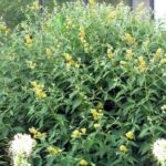 Budleja 'SUNGOLD', 30-40 cm, kont. 1,4l