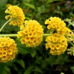 Budleja 'SUNGOLD', 30-40 cm, kont. 1,4l