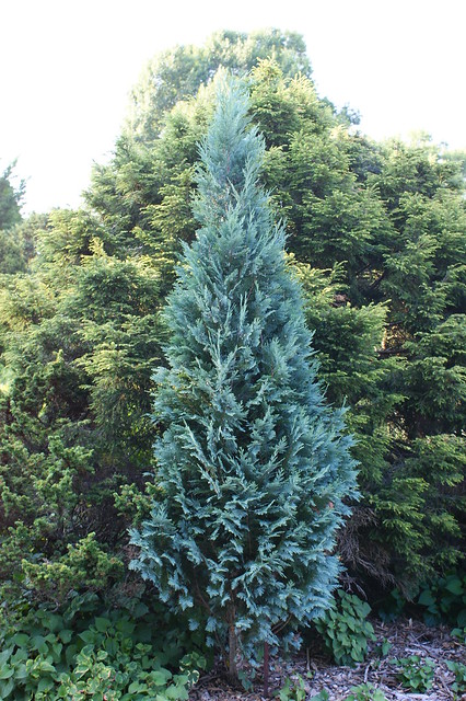 Cypruštek lawsonov ´COLUMNARIS´, 40-60cm, kont. 3l