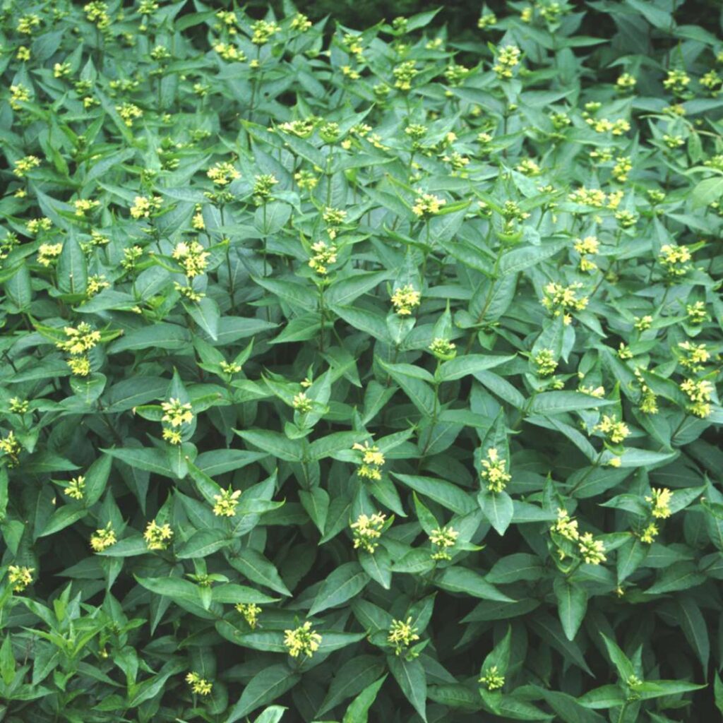 Diervilla sessilifolia 'BUTTERFLY', 30-40cm, kont. 5l
