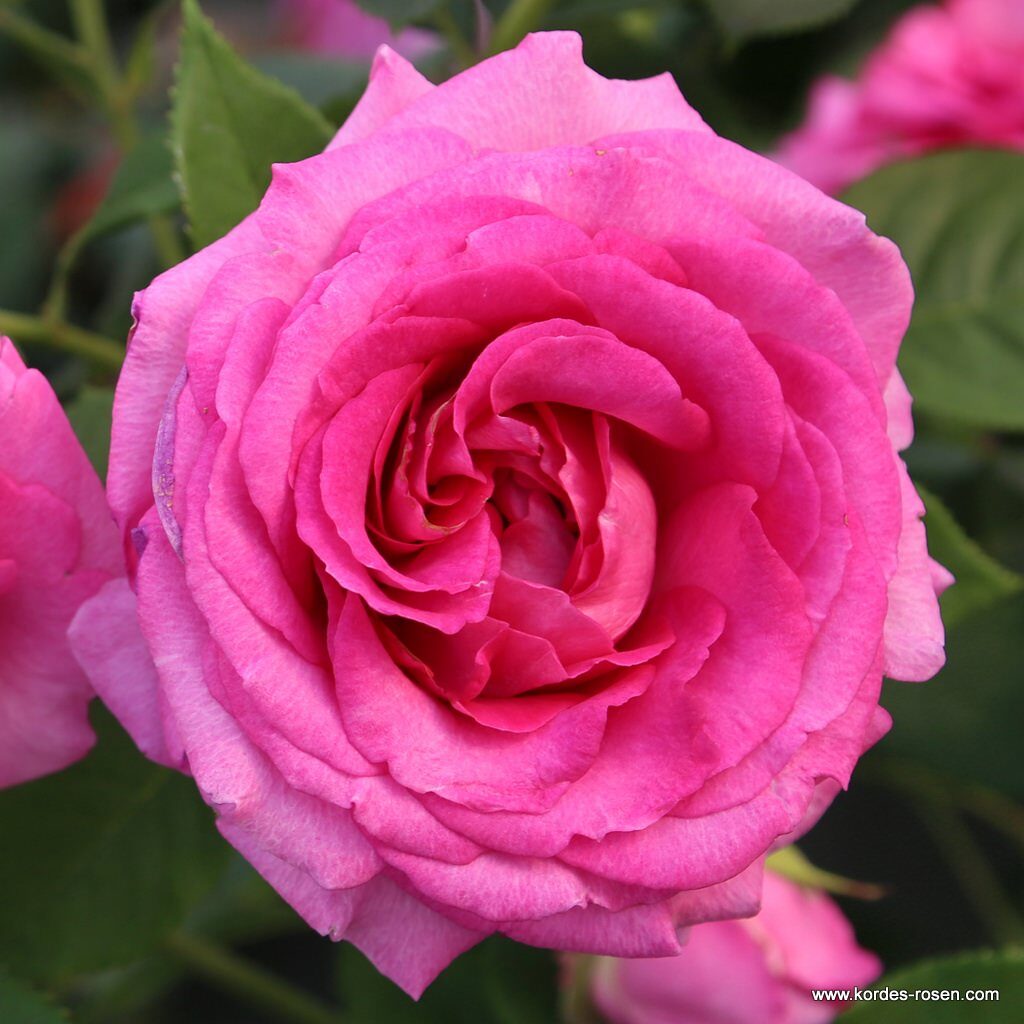 Ruža mnohokvetá 'FRÄULEIN MARIA', na kmienku, kont. 5l