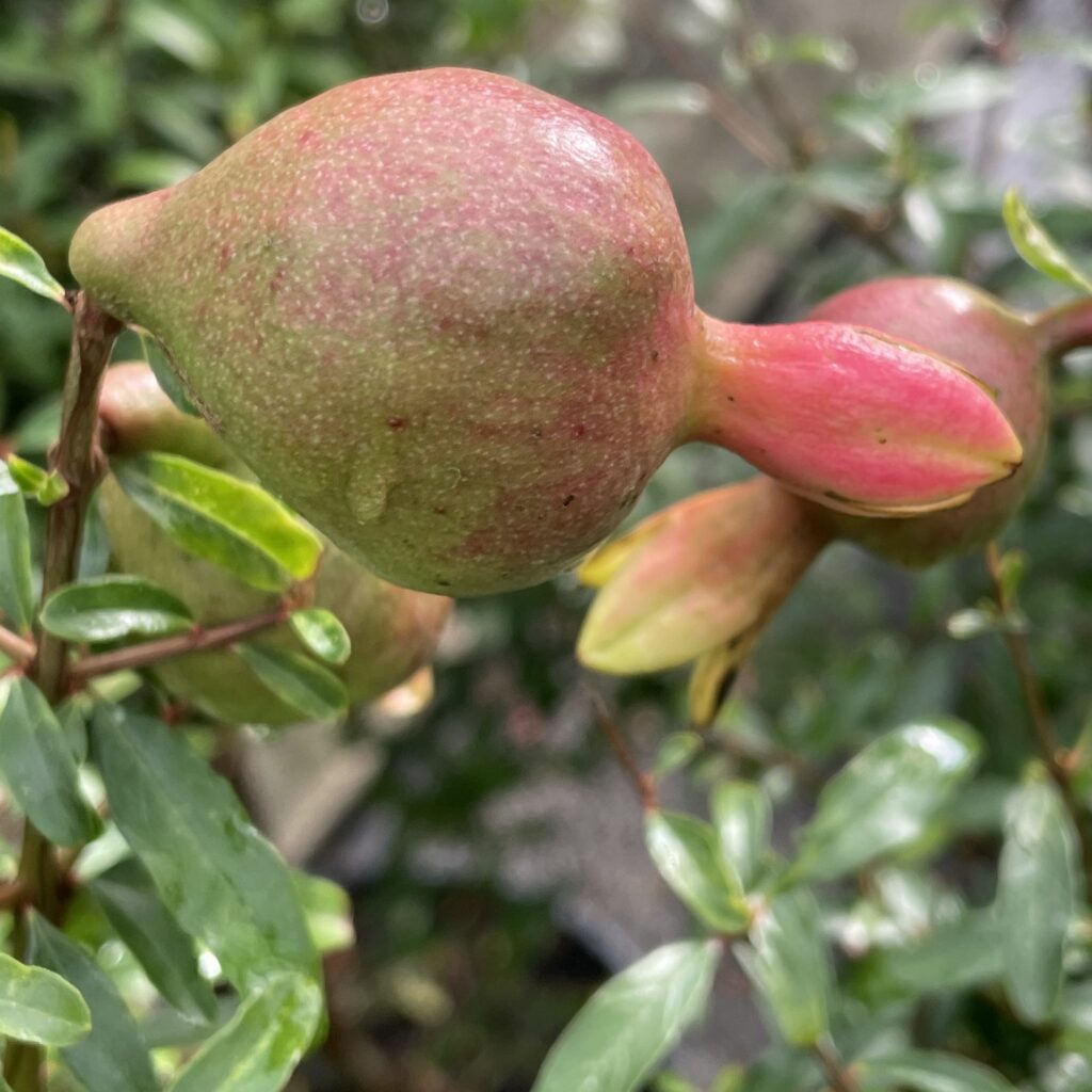 Granátové jablko 'NANA', kmeň 40-60 cm, kont. 5 l