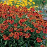 Helénium hybridné 'MOERHEIM BEAUTY', kont. 1l