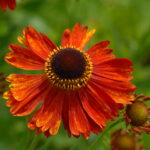 Helénium hybridné 'MOERHEIM BEAUTY', kont. 1l