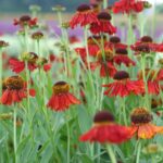 Helénium hybridné 'MOERHEIM BEAUTY', kont. 1l