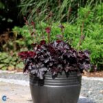 Heuchera 'OBSIDIAN', kont. 0,5l