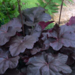 Heuchera 'OBSIDIAN', kont. 0,5l