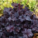 Heuchera 'OBSIDIAN', kont. 0,5l