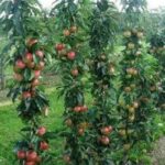 Zakrpatené ovocné stromy | Stlpovité ovocné stromy | Zelený Dom | Predaj | Jabloň stĺpovitá GALINA, podp. M7, kont. 10 l