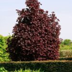 Javor mliečny Crimson King, kontajn. 20l, 175-200cm,