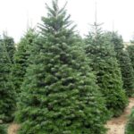 Jedľa kaukazská (nordmanská) - Abies nordmanniana 150-180 cm, kont. 60l